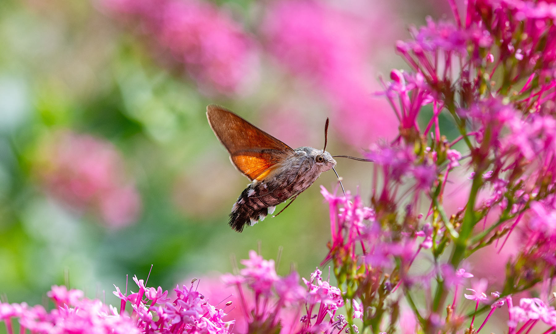 Taubenschwänzchen bei der Arbeit