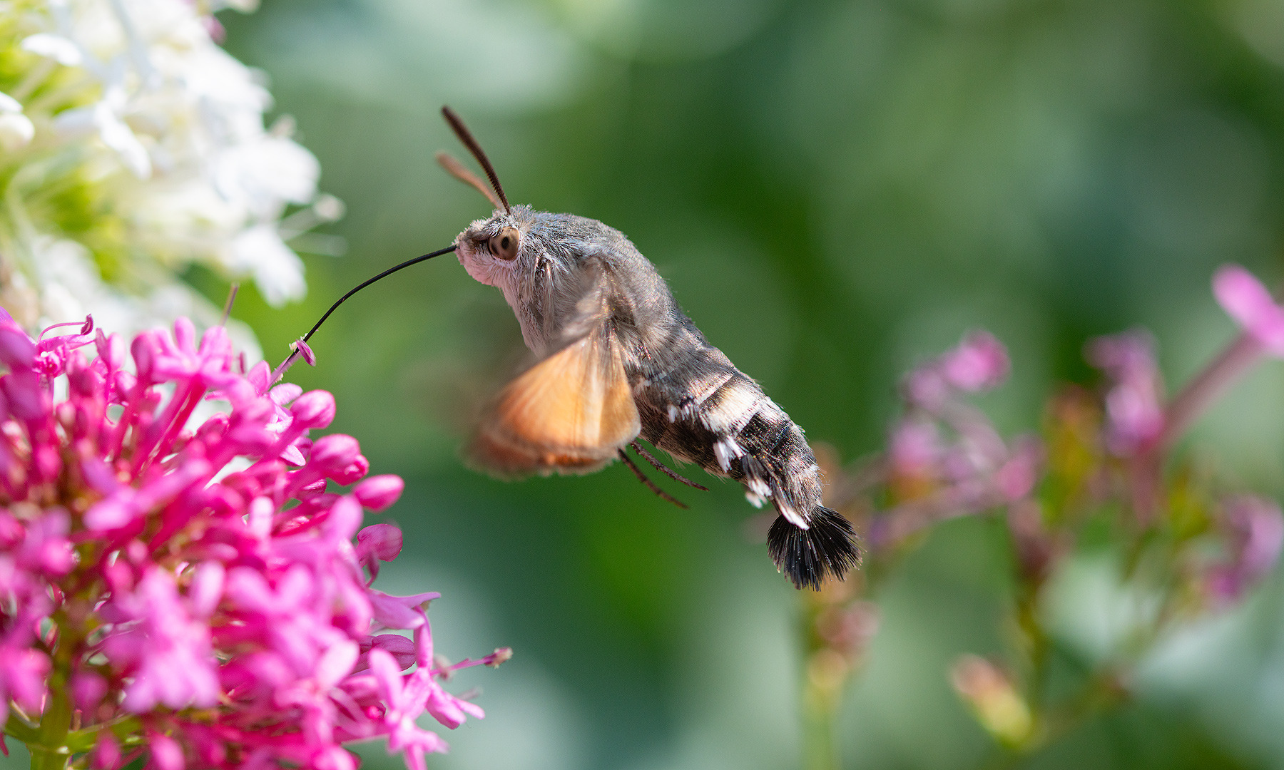 elegantes Taubenschwänzchen
