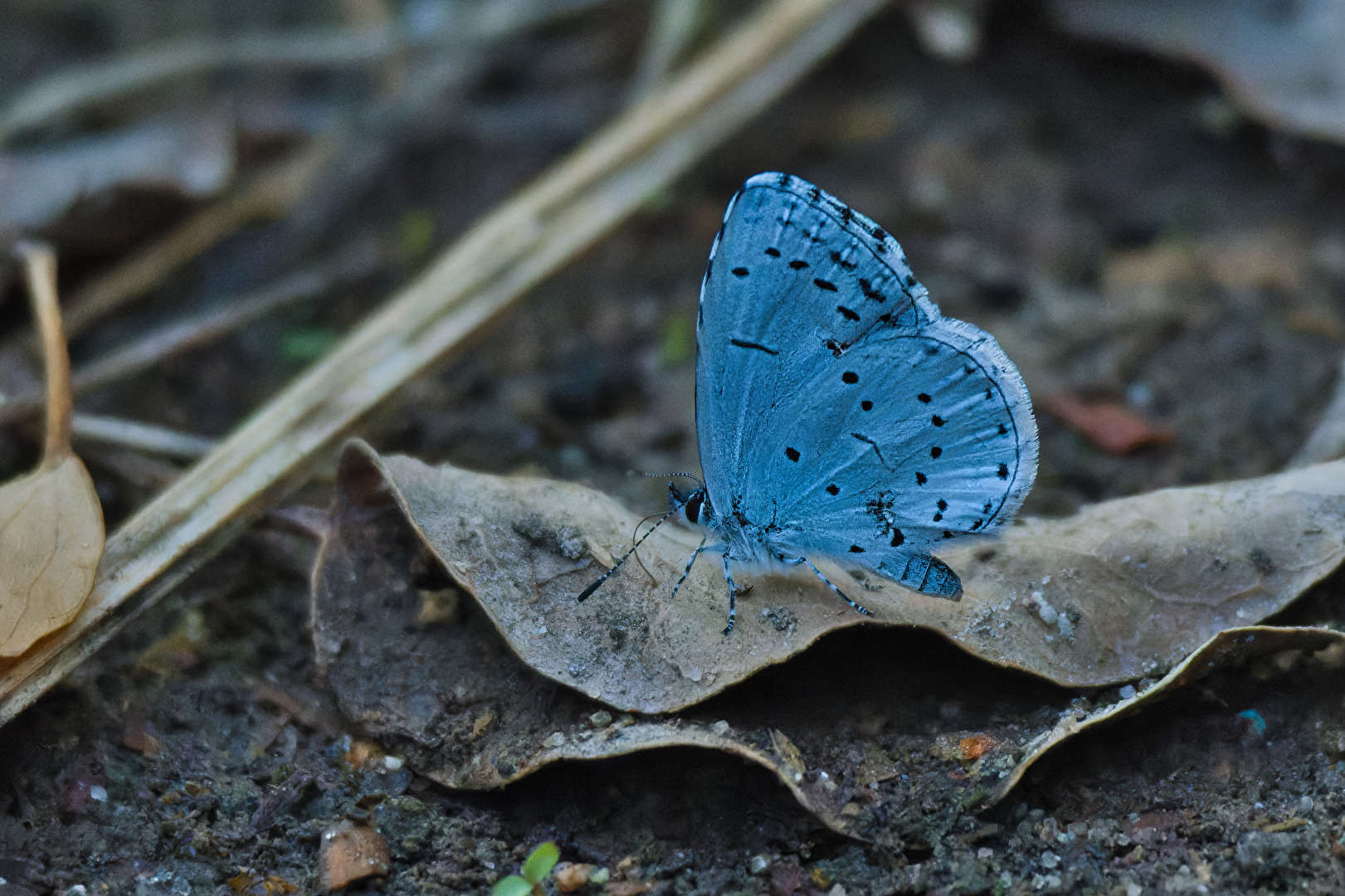 Schmetterlinge, Falter
