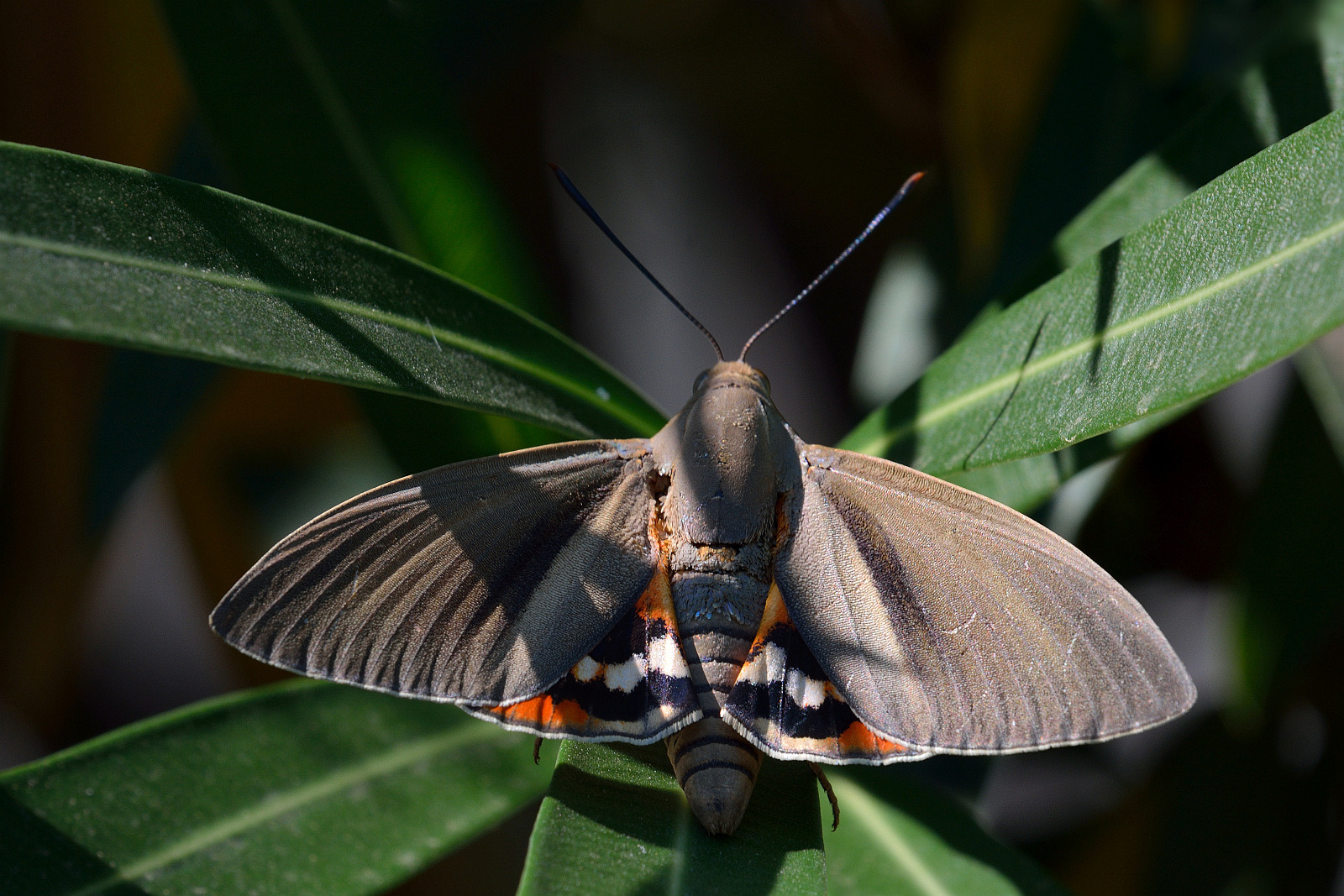 Palmentöter - Paysandisia archon