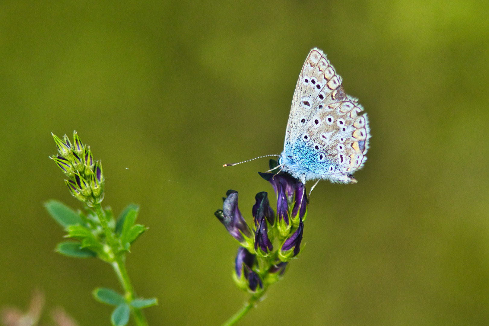 Schmetterlinge, Falter