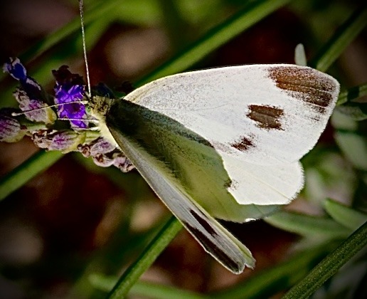 Schmetterlinge, Falter