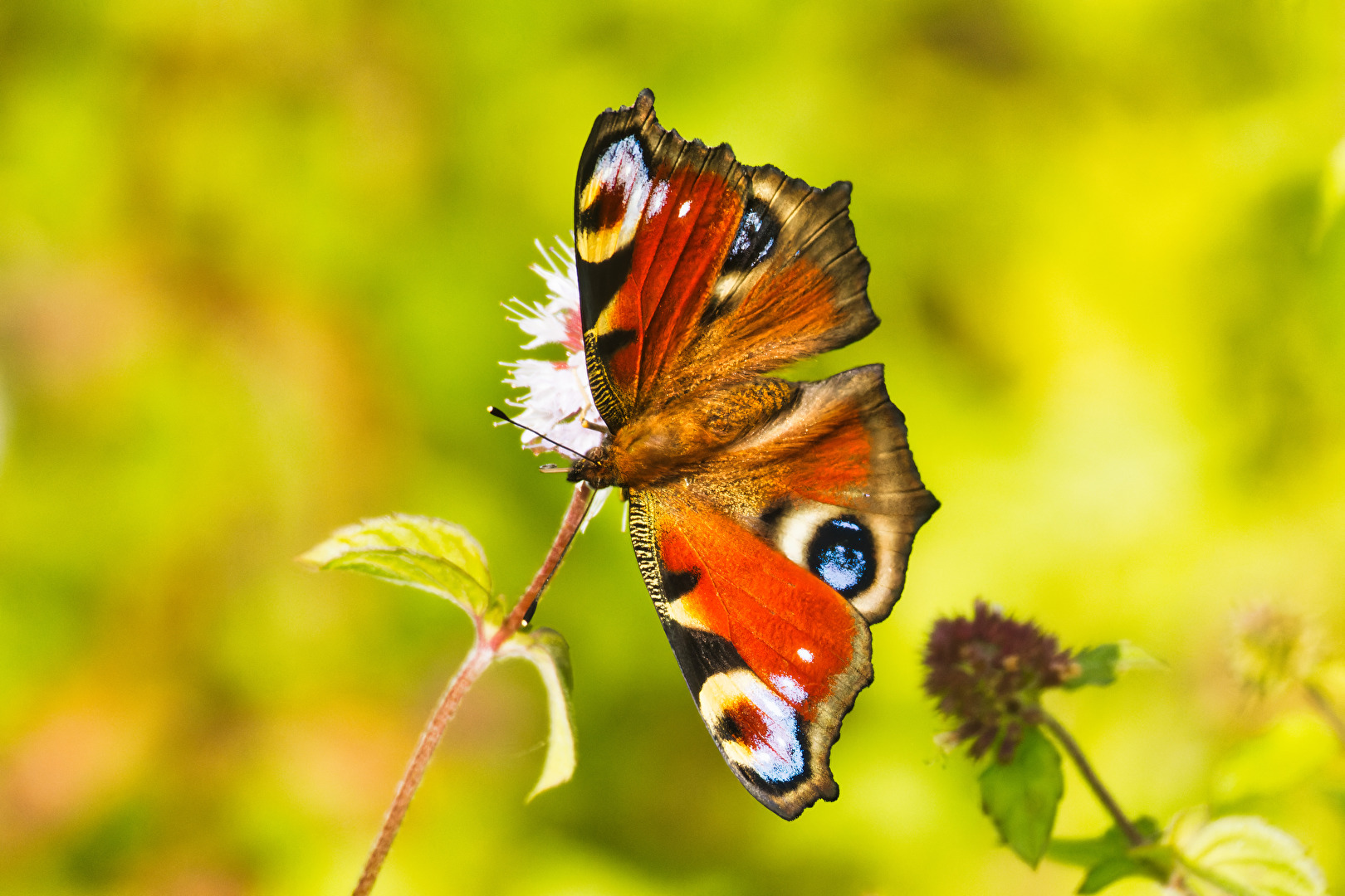 Schmetterlinge, Falter