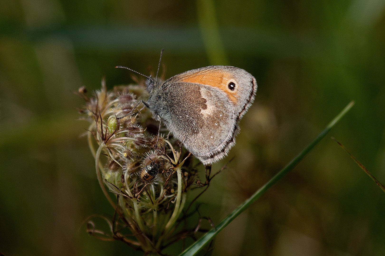 Das Kleine Wiesenvögelchen