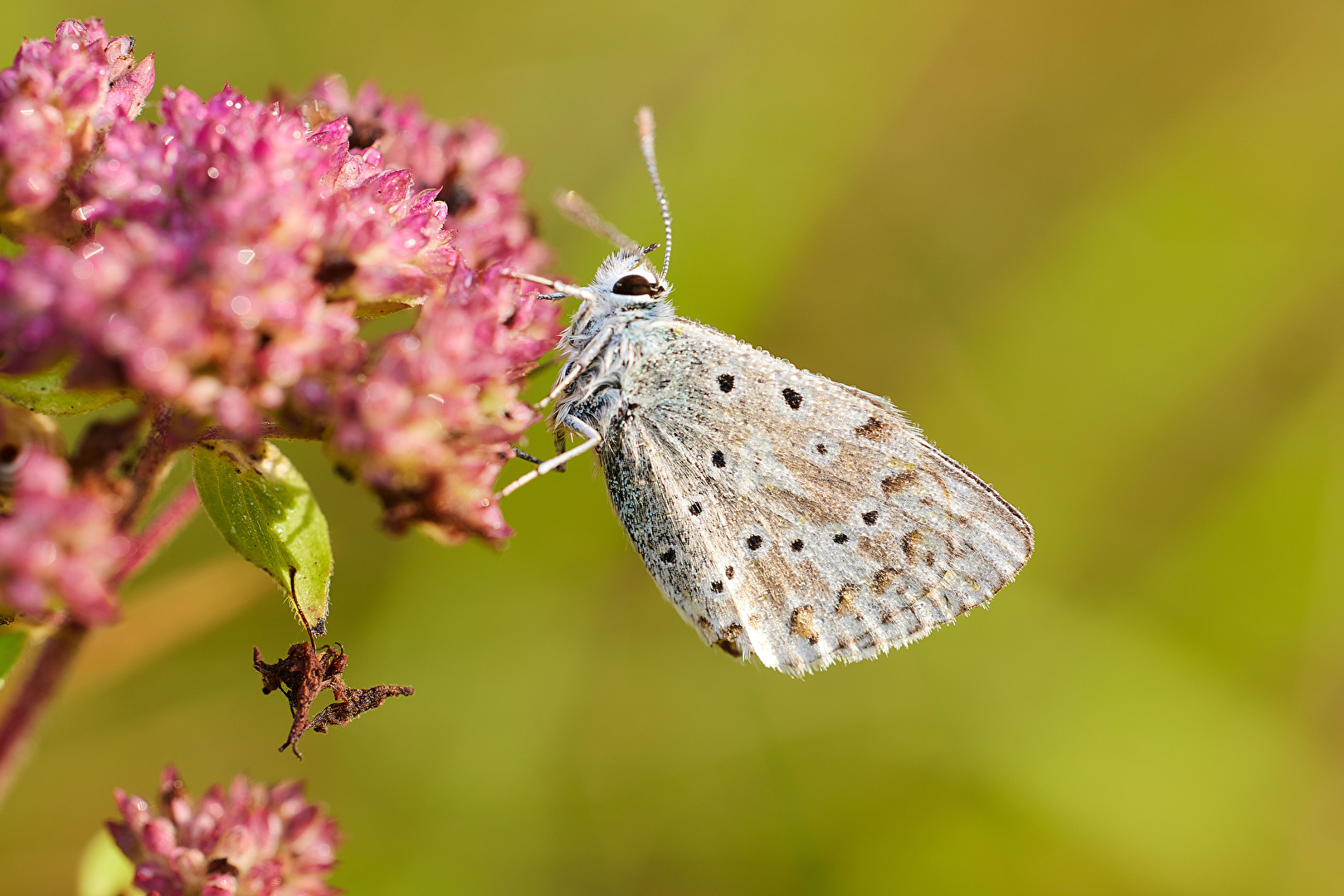 Farewell to the Blue
