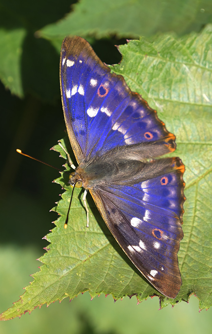 kleiner Schillerfalter