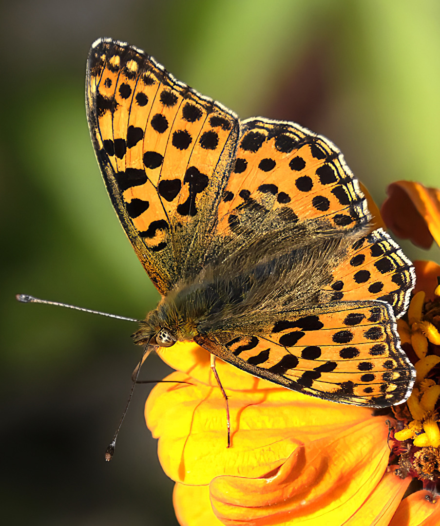 kleiner Perlmuttfalter
