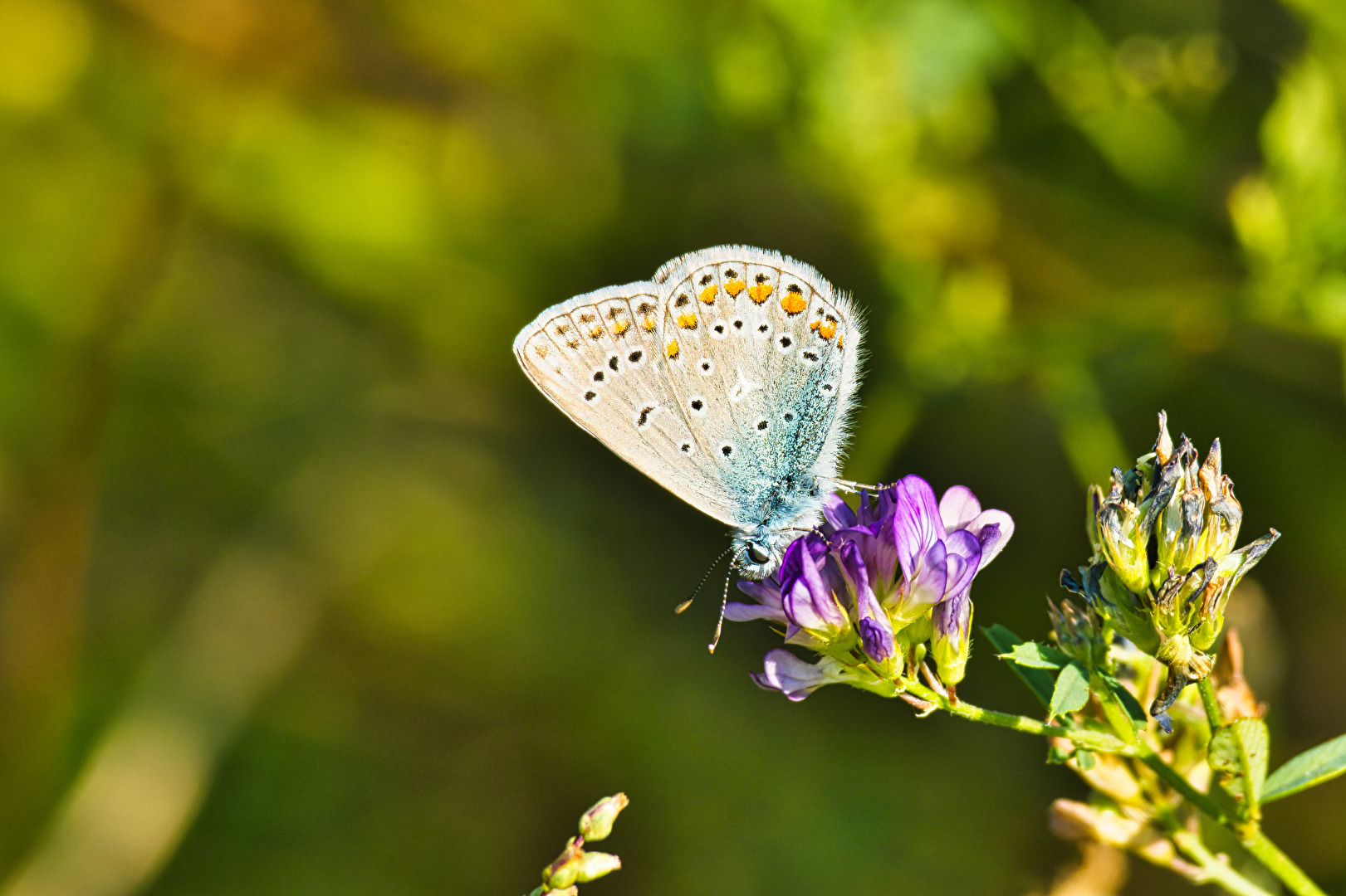 Schmetterlinge, Falter