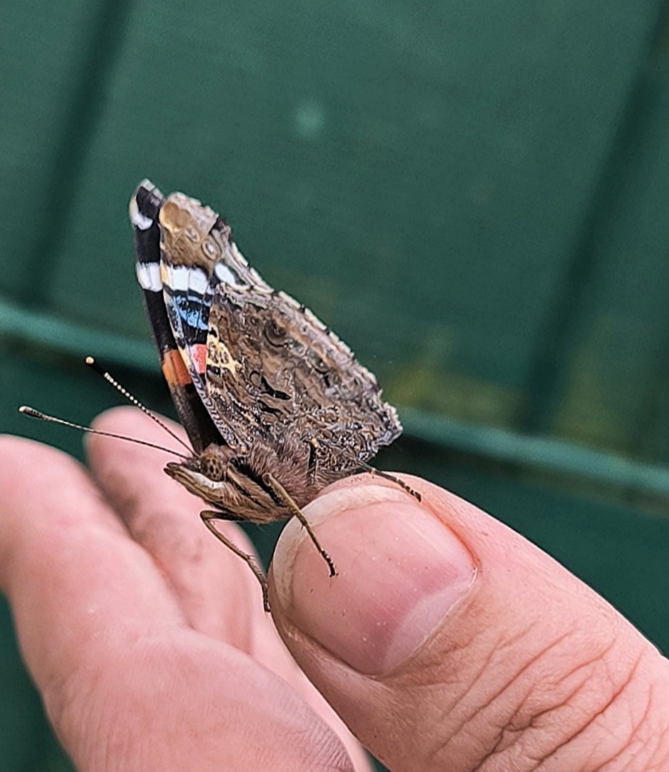 Petit papillon