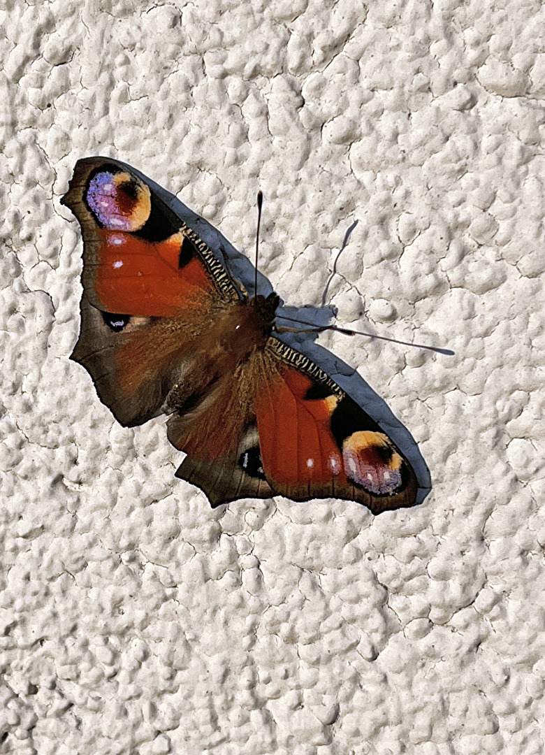 Tagpfauenauge