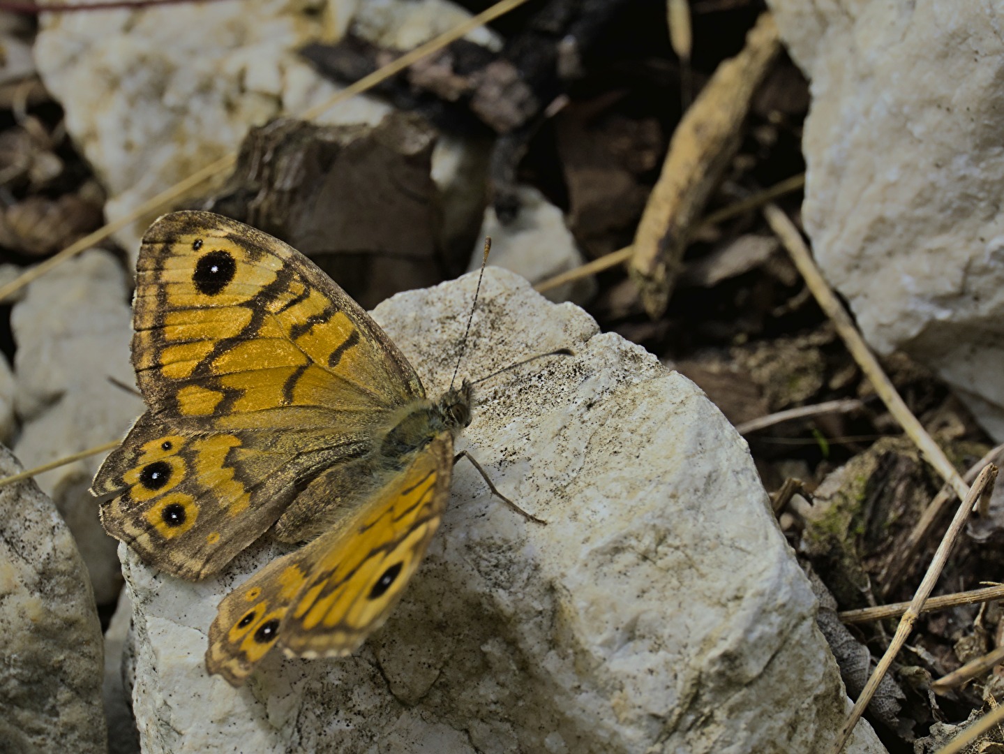 Mauerfuchs