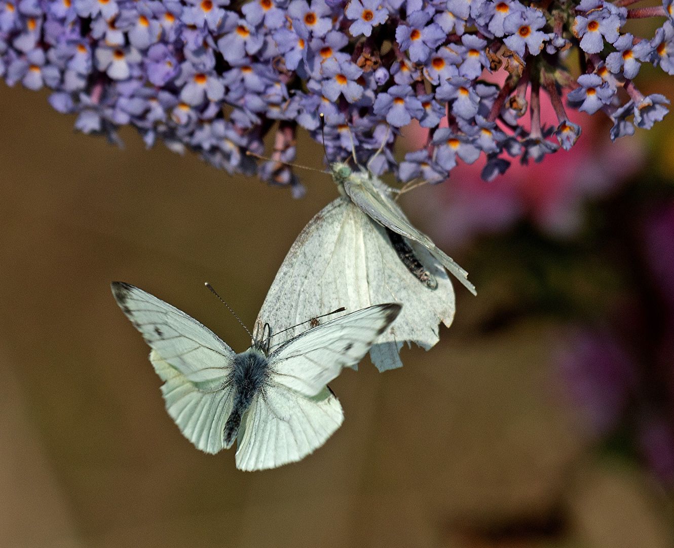 Leckereien am Sommerflieder