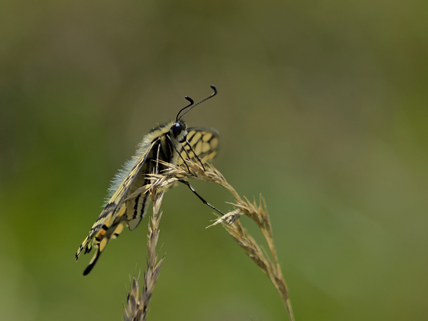 Makro - Schwalbenschwanz