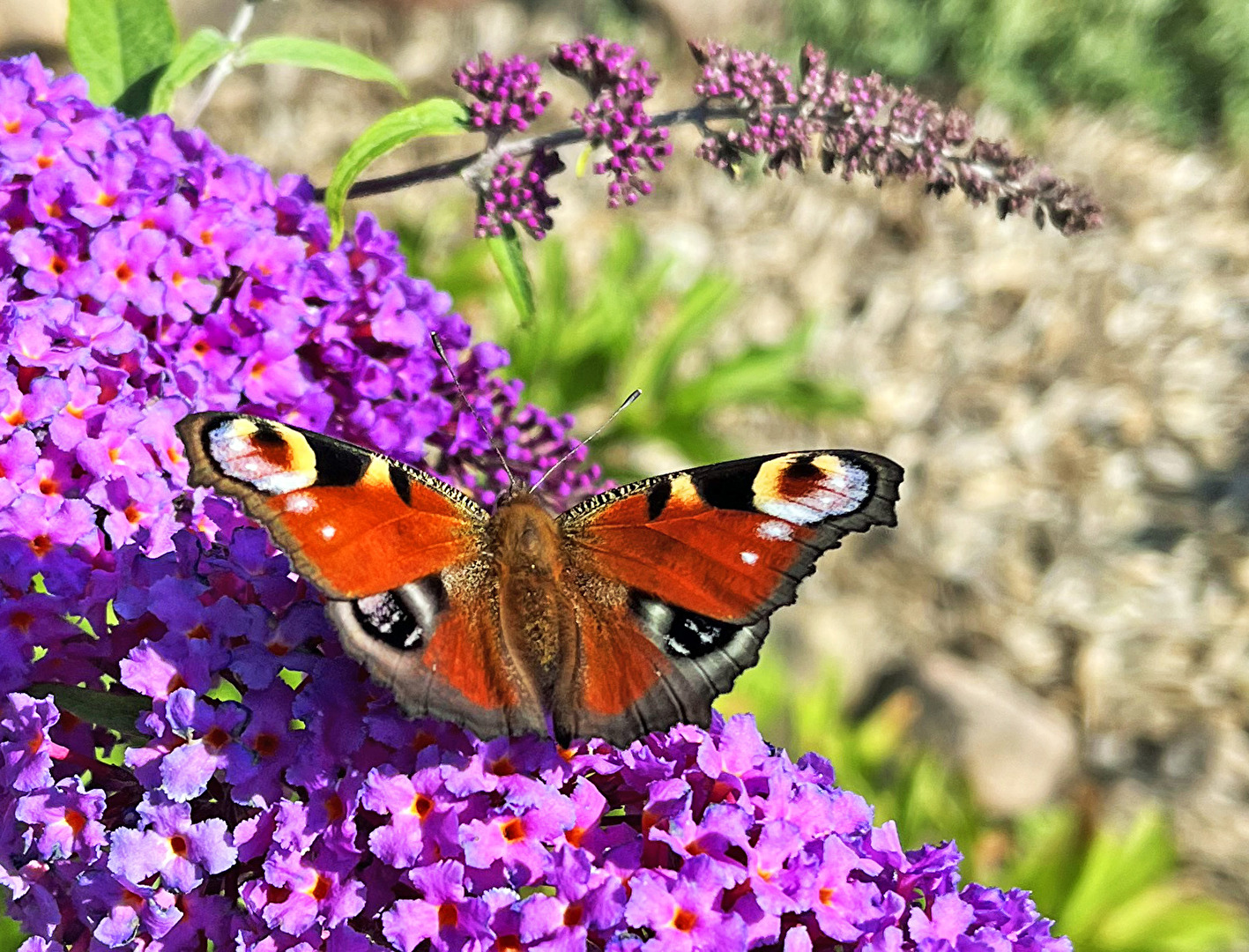 #Insekten