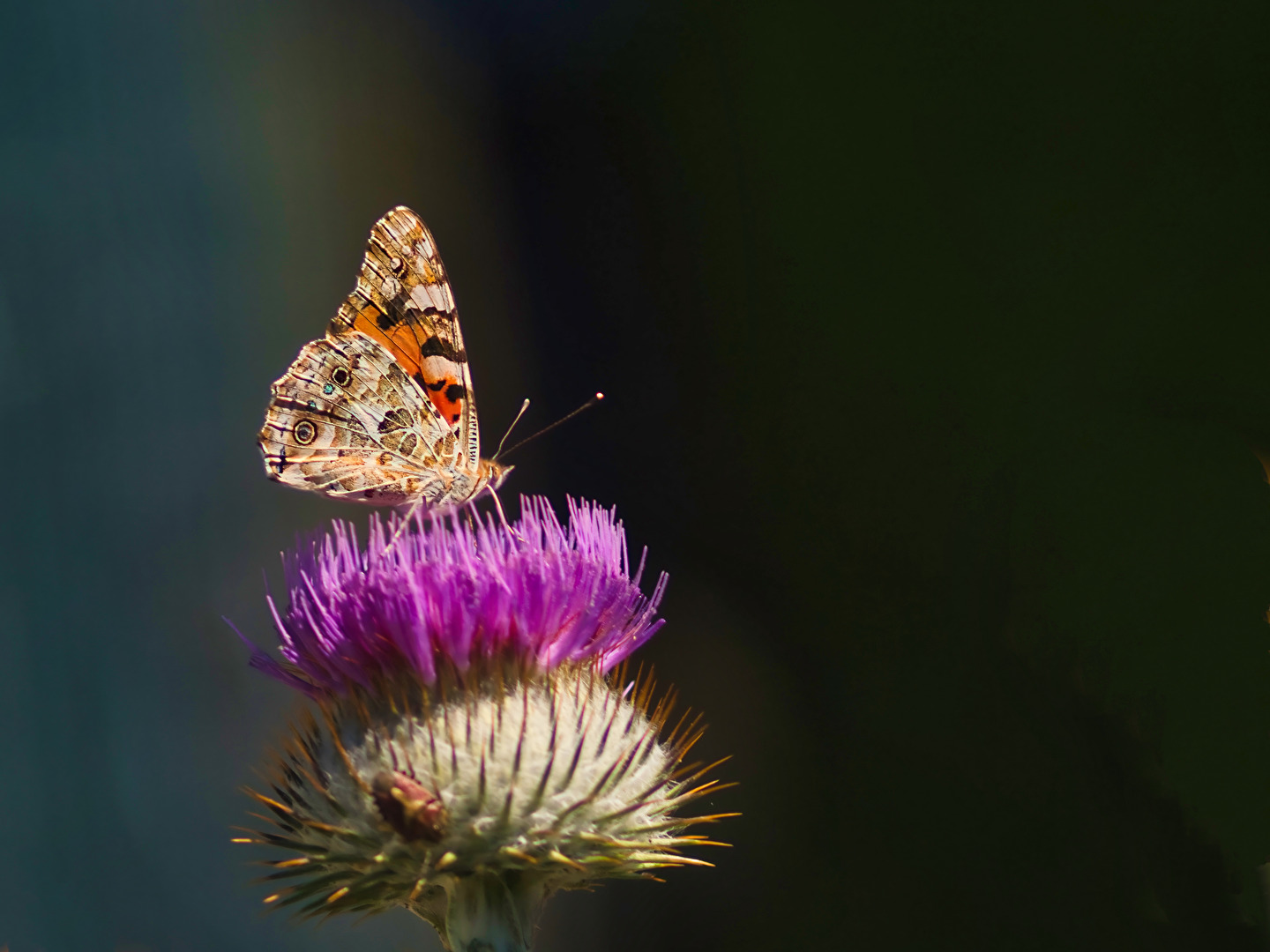 Schmetterlinge, Falter