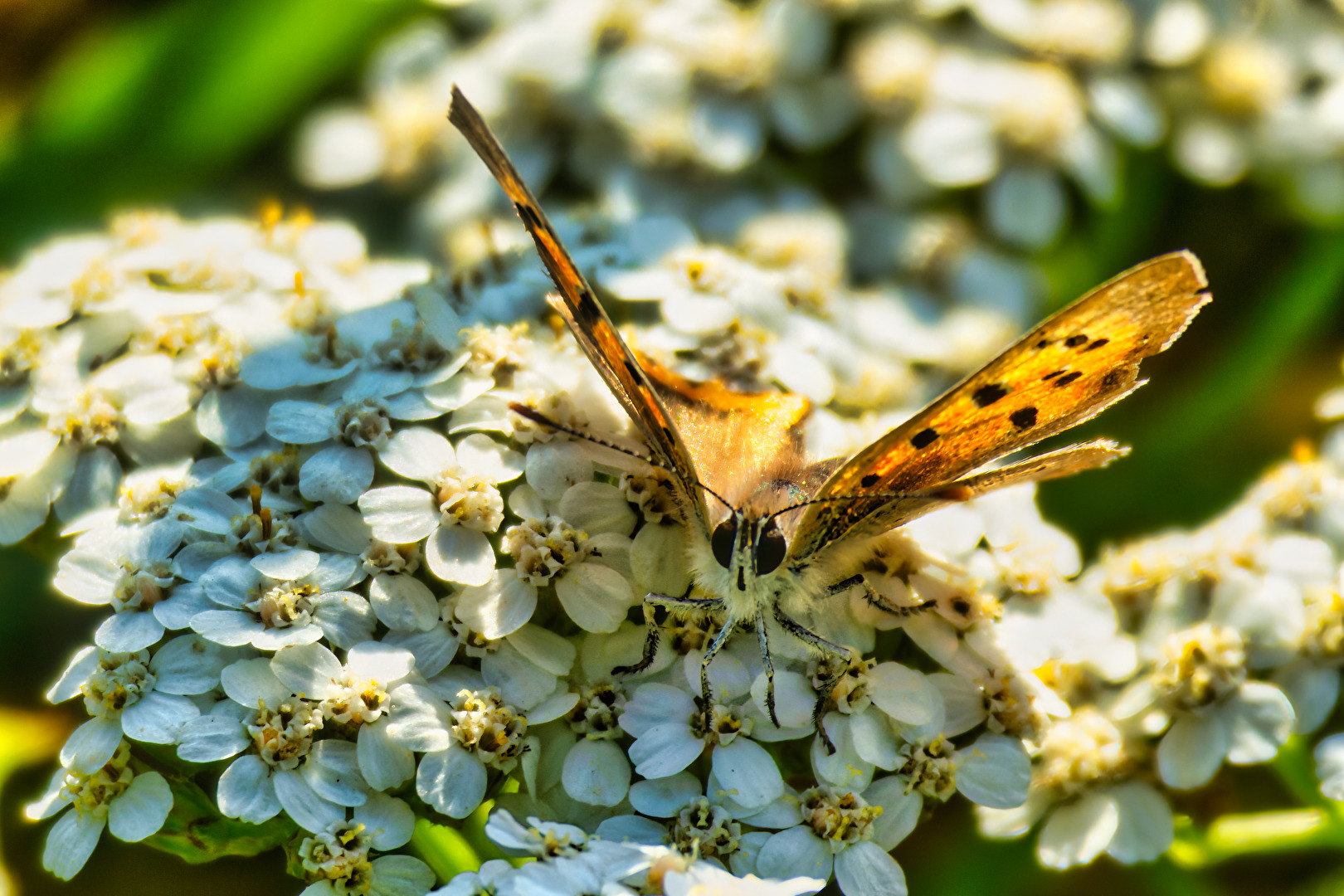 Schmetterlinge, Falter