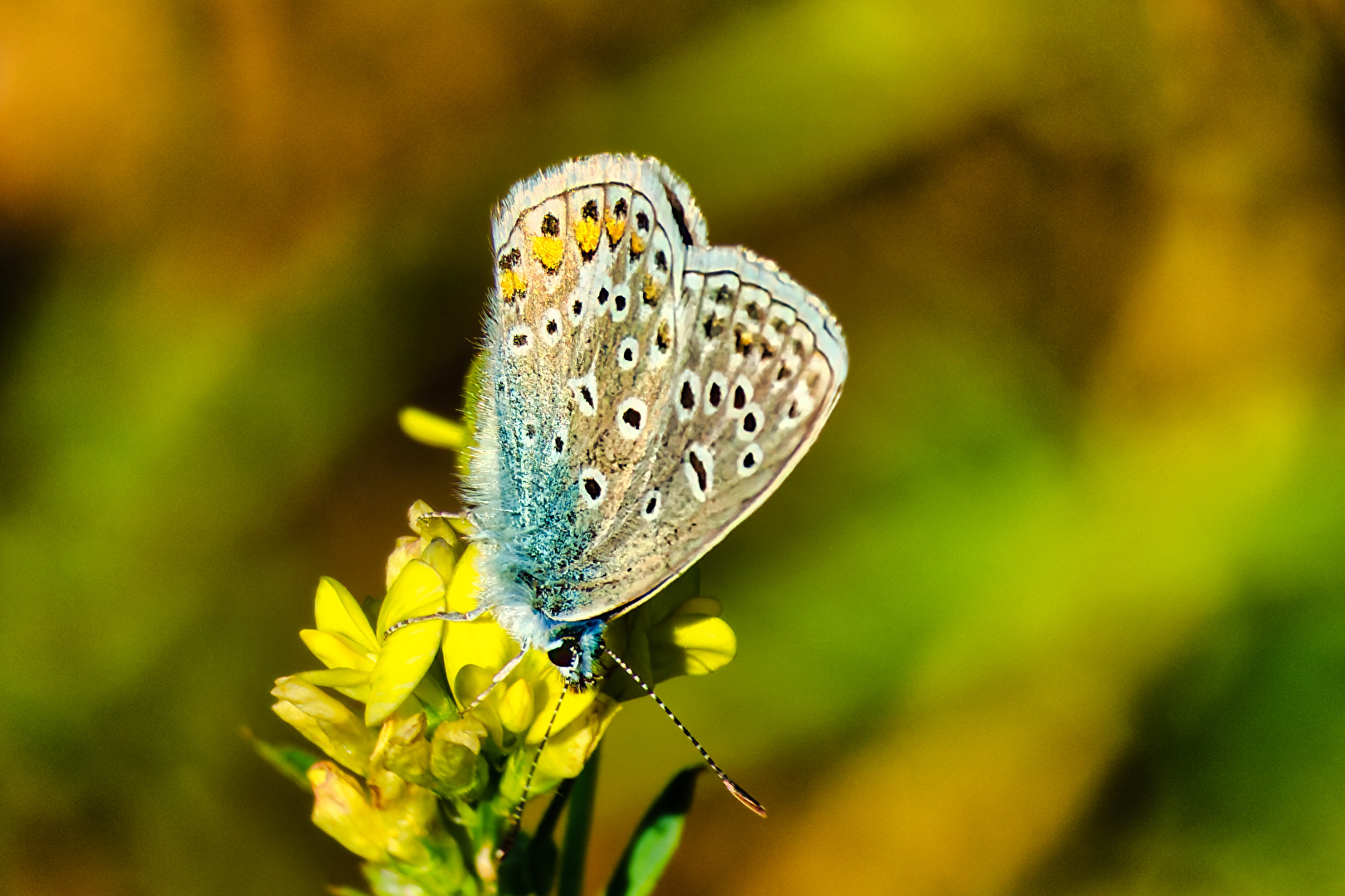 Schmetterlinge, Falter