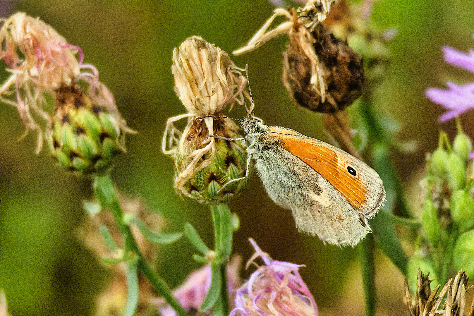 Schmetterlinge, Falter