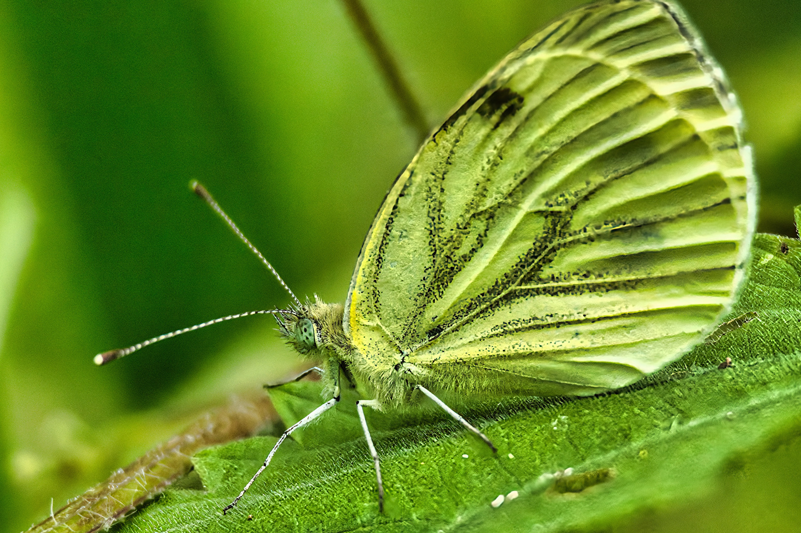 Schmetterlinge, Falter