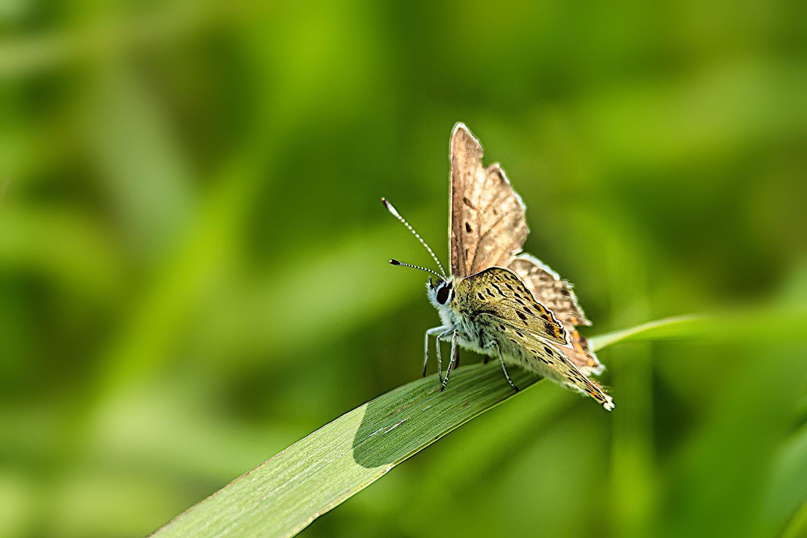 Schmetterlinge, Falter
