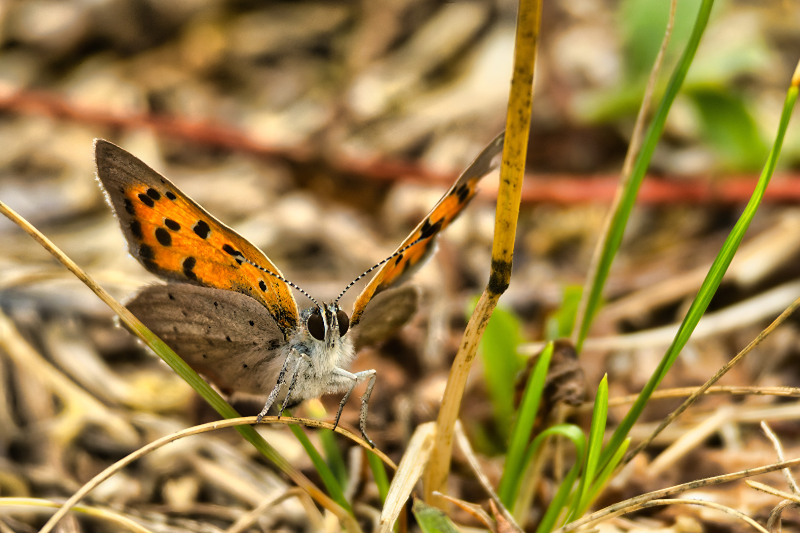 Schmetterlinge, Falter
