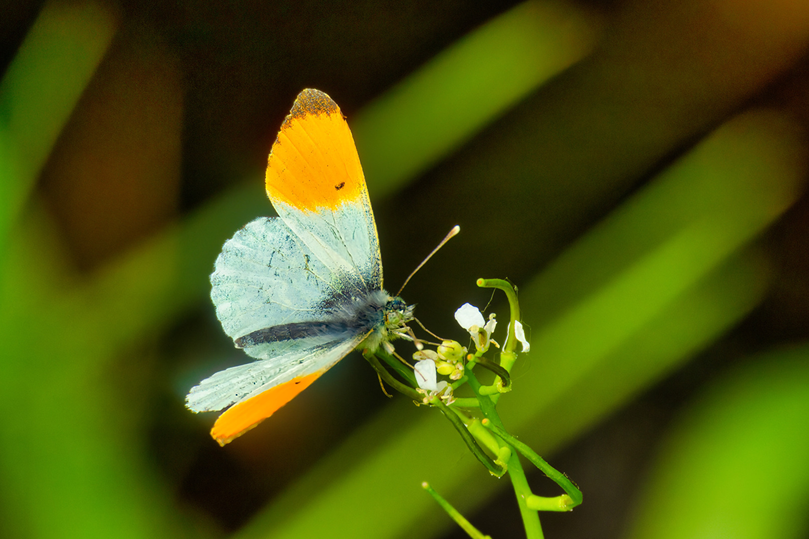 Schmetterlinge, Falter