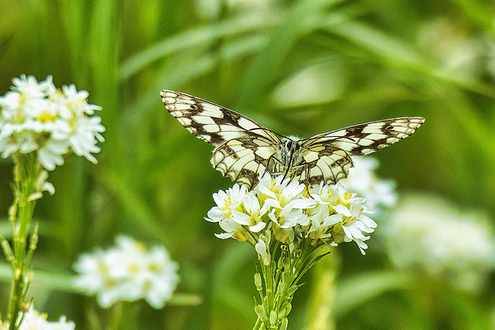 Schmetterlinge, Falter
