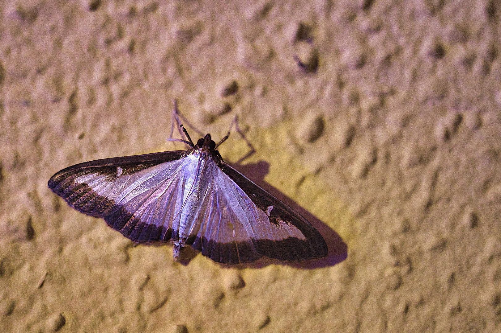 Schmetterlinge, Falter