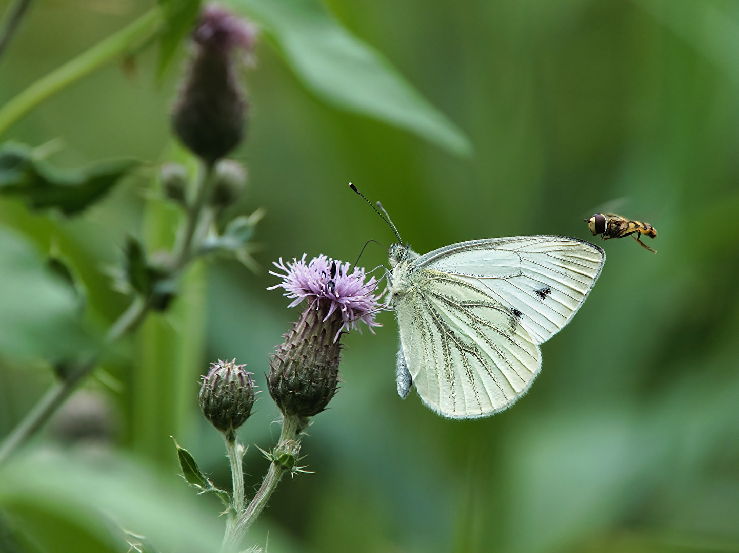 Schmetterlinge, Falter