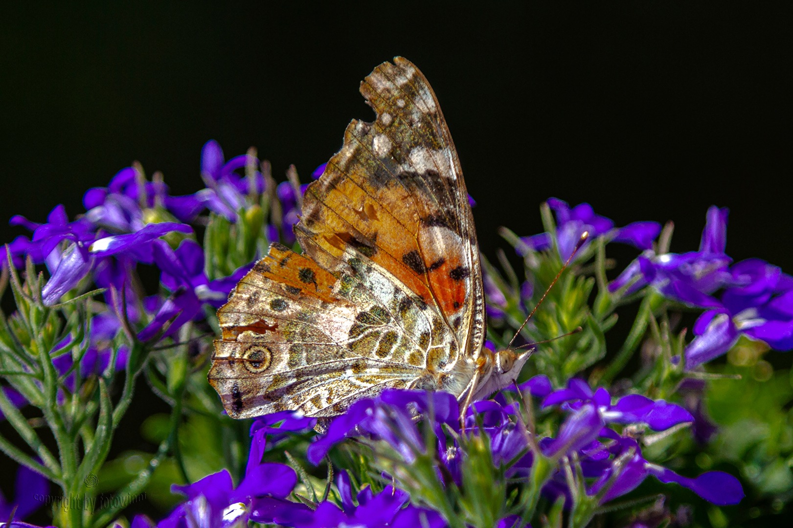 Distelfalter