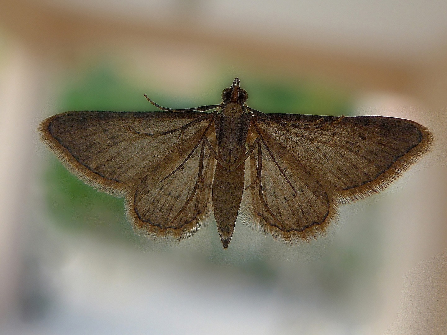 Besuch am Fenster