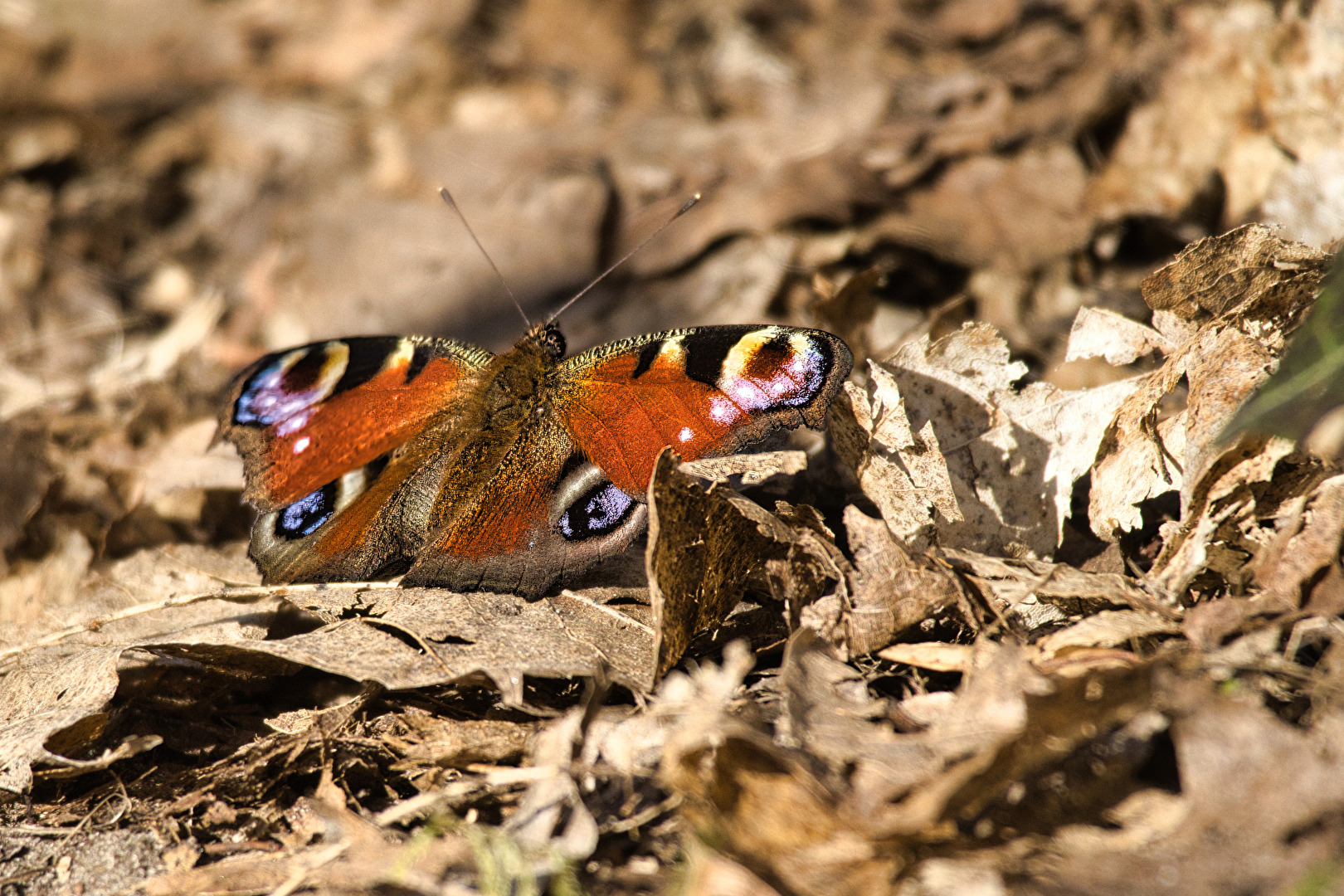 Schmetterlinge, Falter