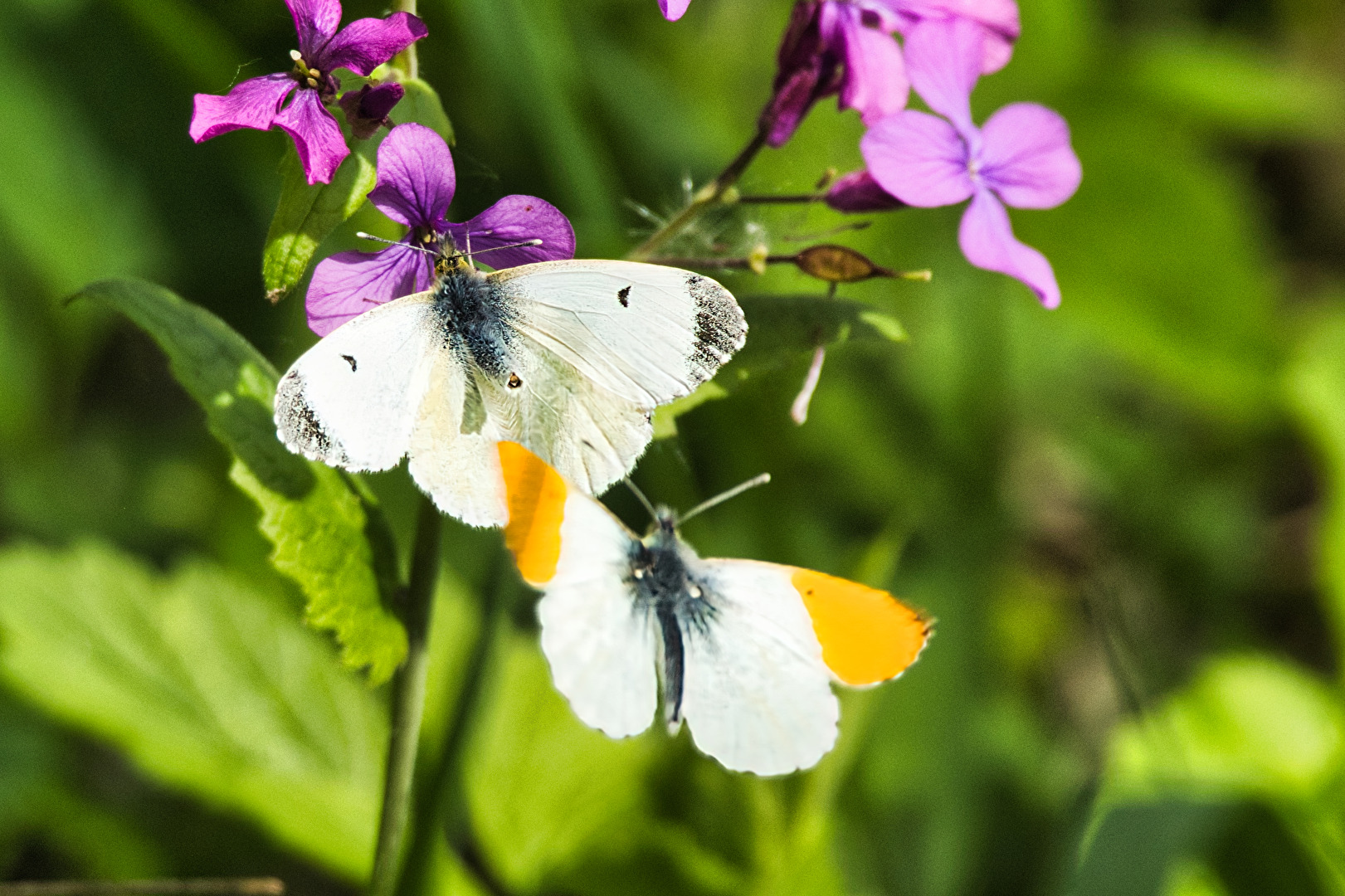 Schmetterlinge, Falter
