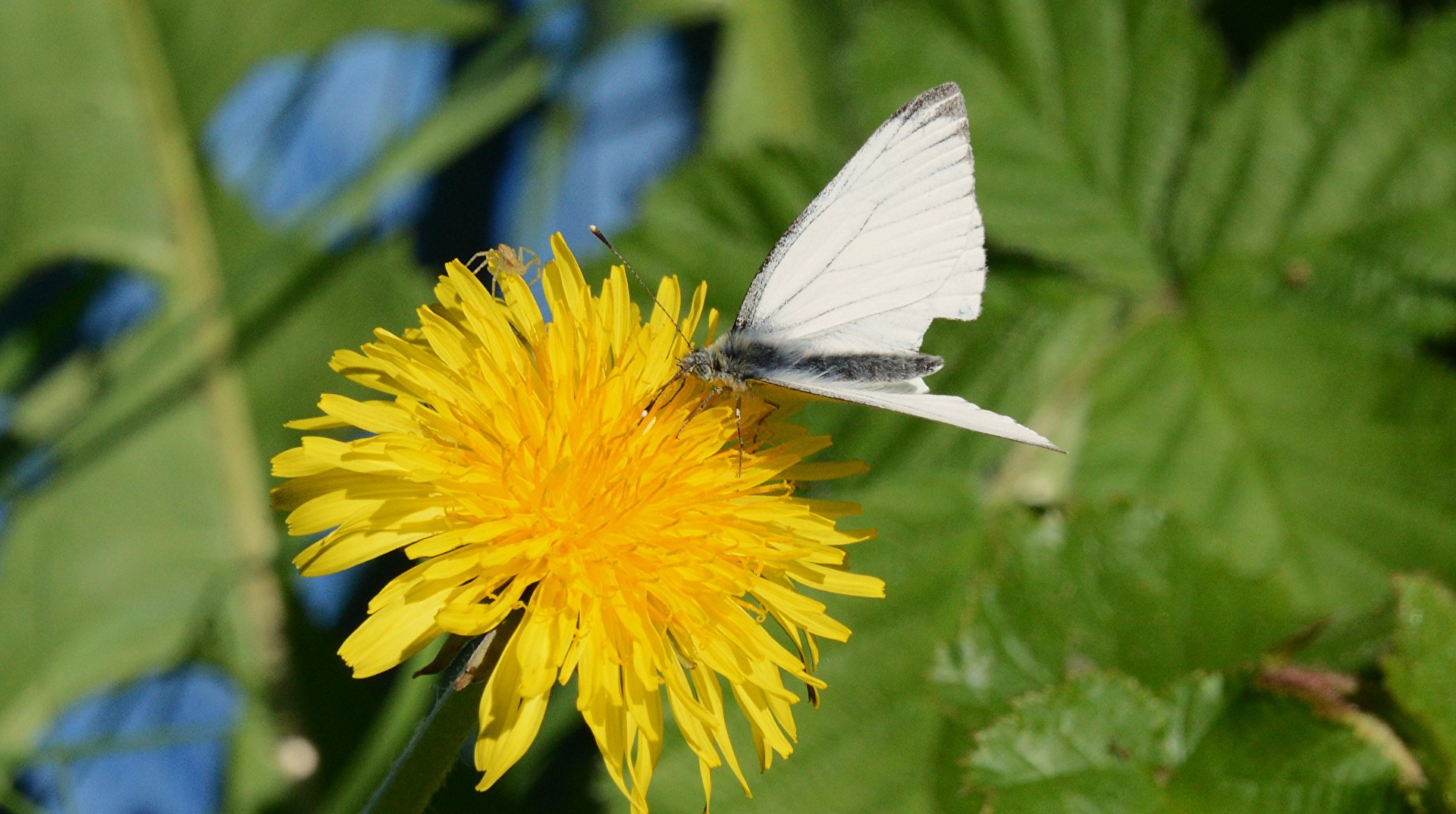 Schmetterlinge, Falter