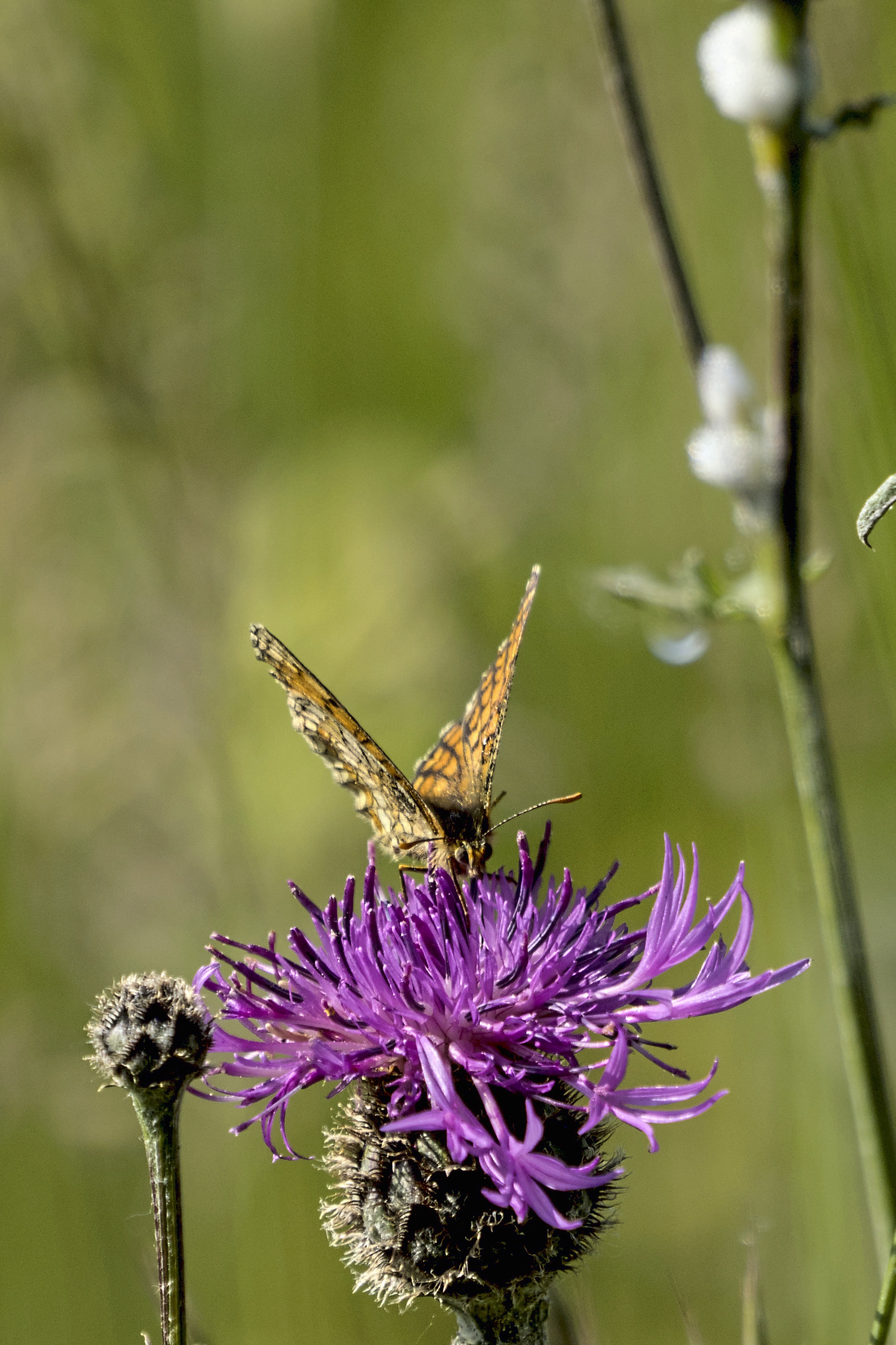 Melitaea athalia