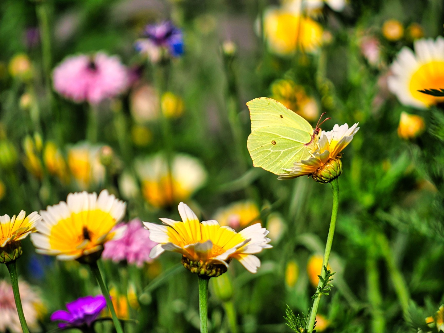Ein Zitronenfalter macht Pause in unserem Vorgarten