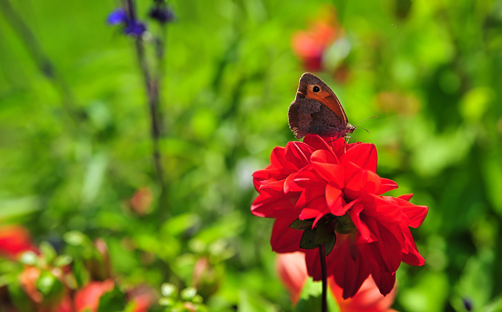 ich will auch mal Blümchen mit Anhang ;-)