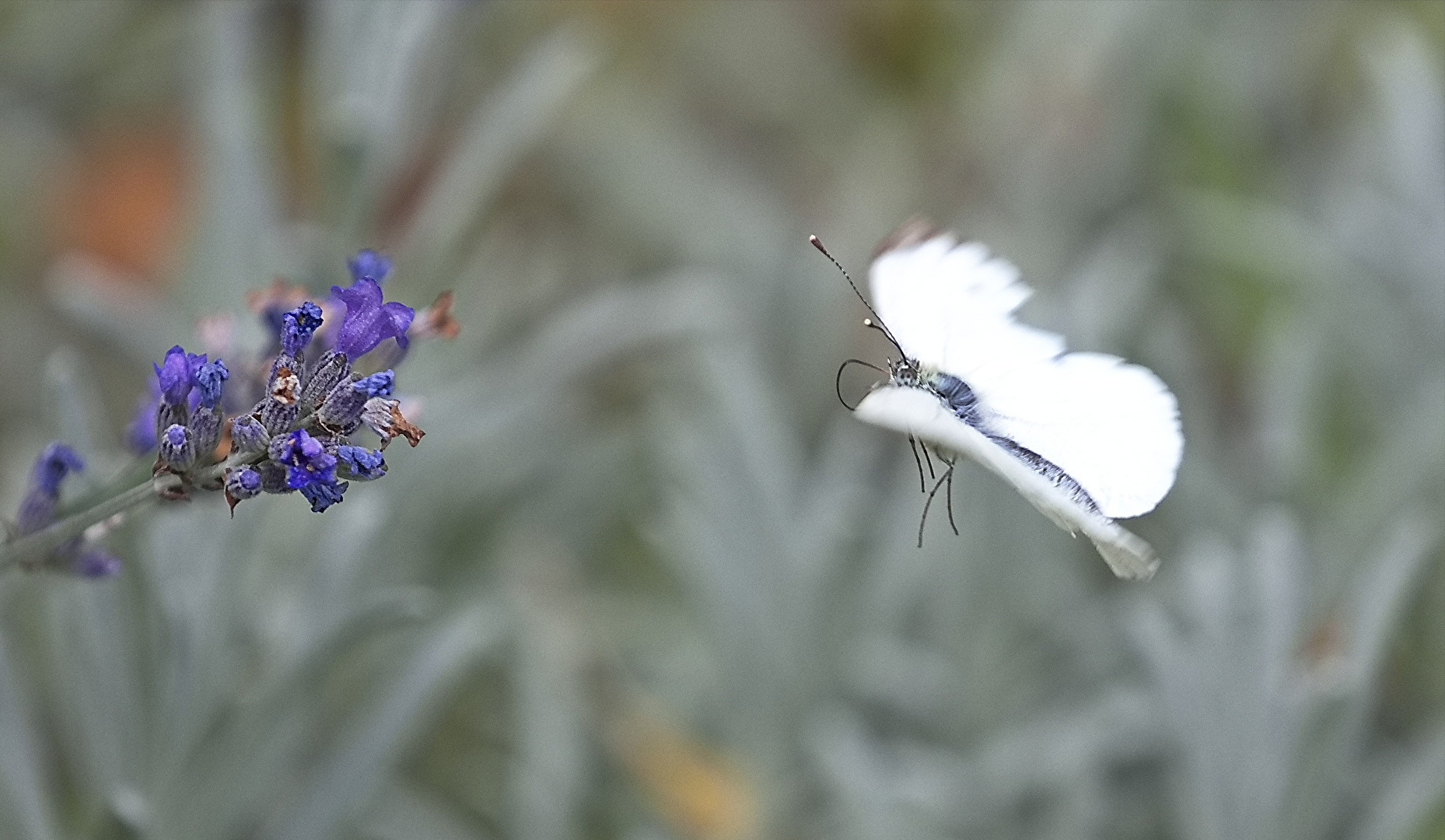 Schmetterlinge, Falter
