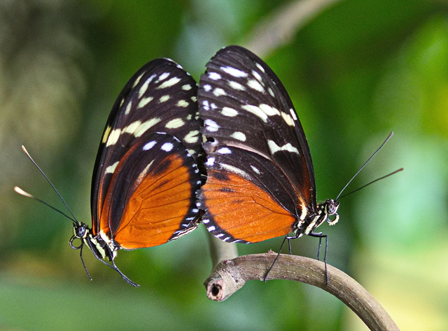 Schmetterlinge, Falter