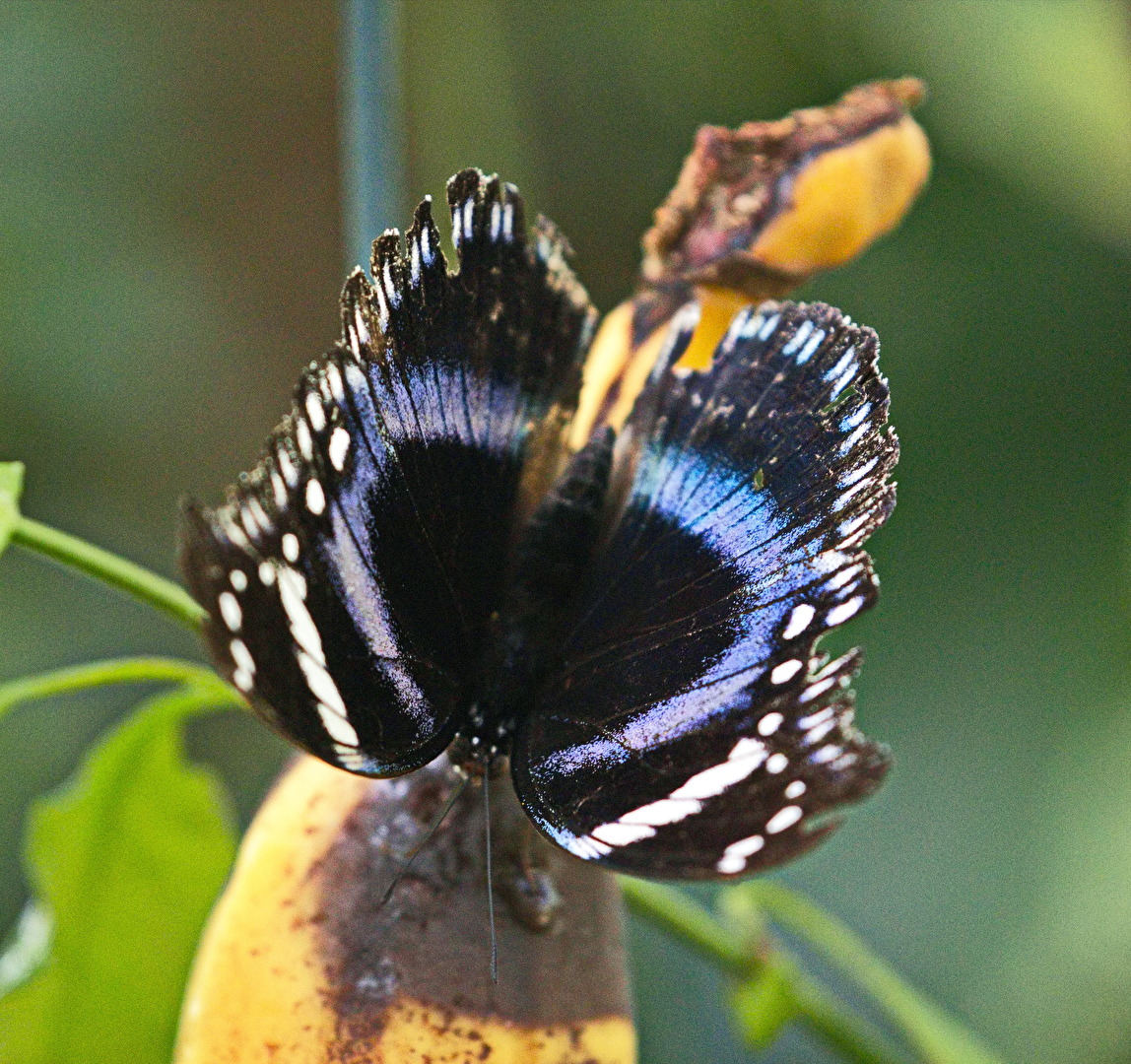 Schmetterlinge, Falter