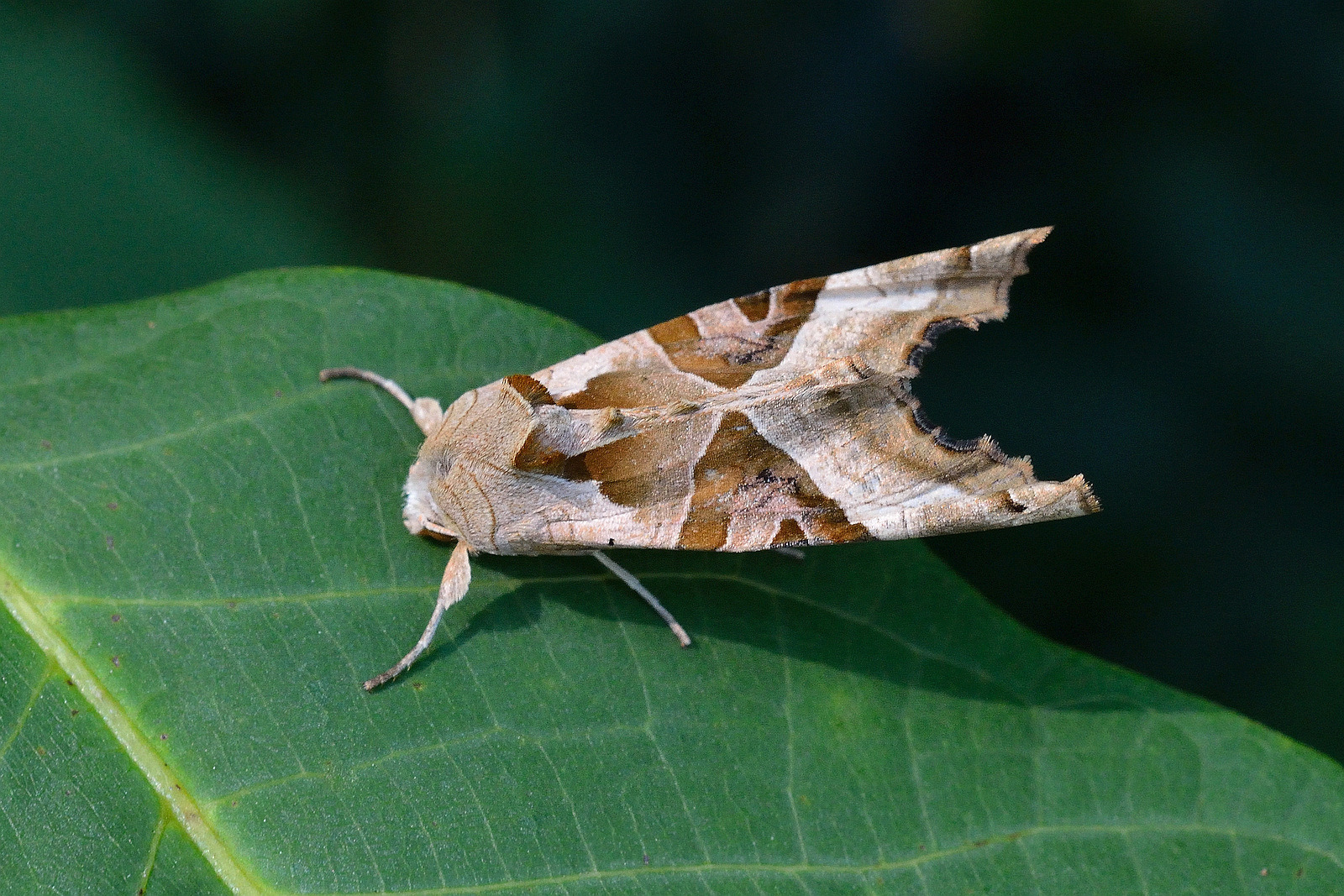 Achateule