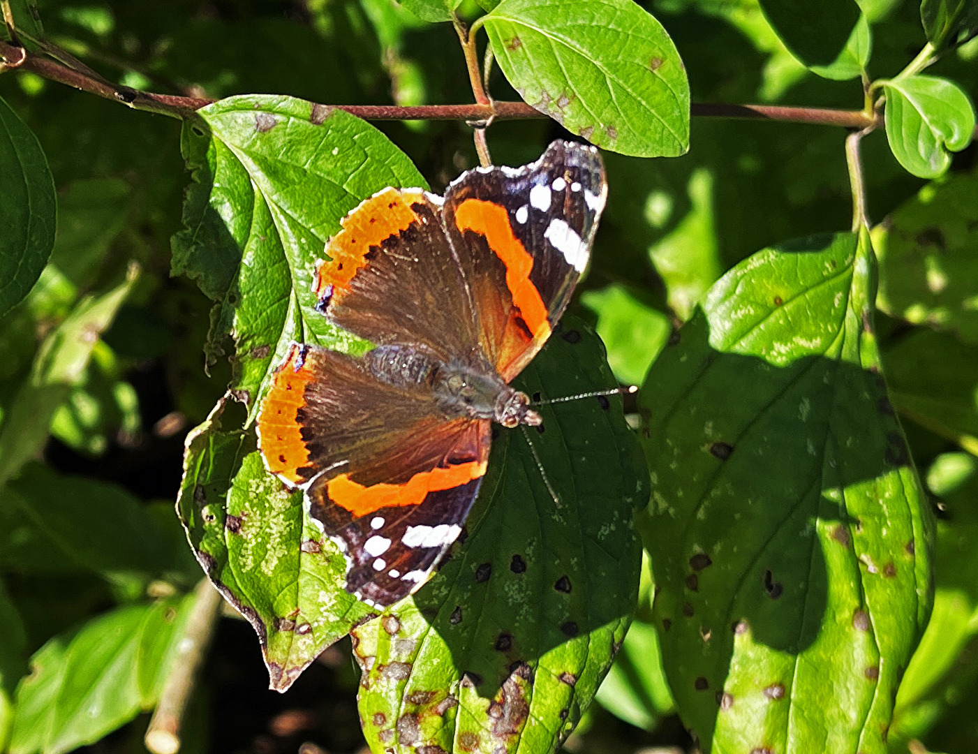 Indischer Admiral (Vanessa indica)