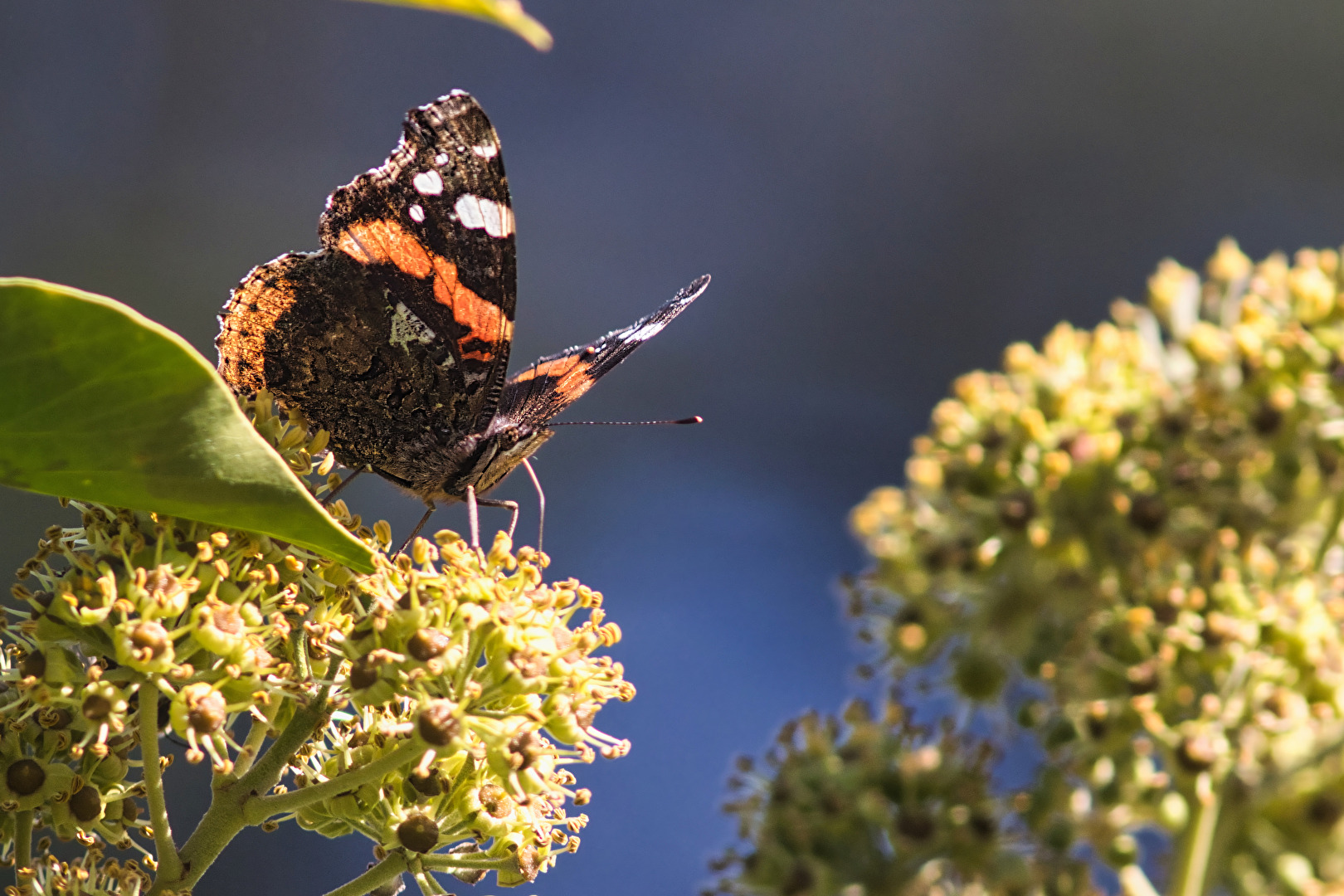 Schmetterlinge, Falter