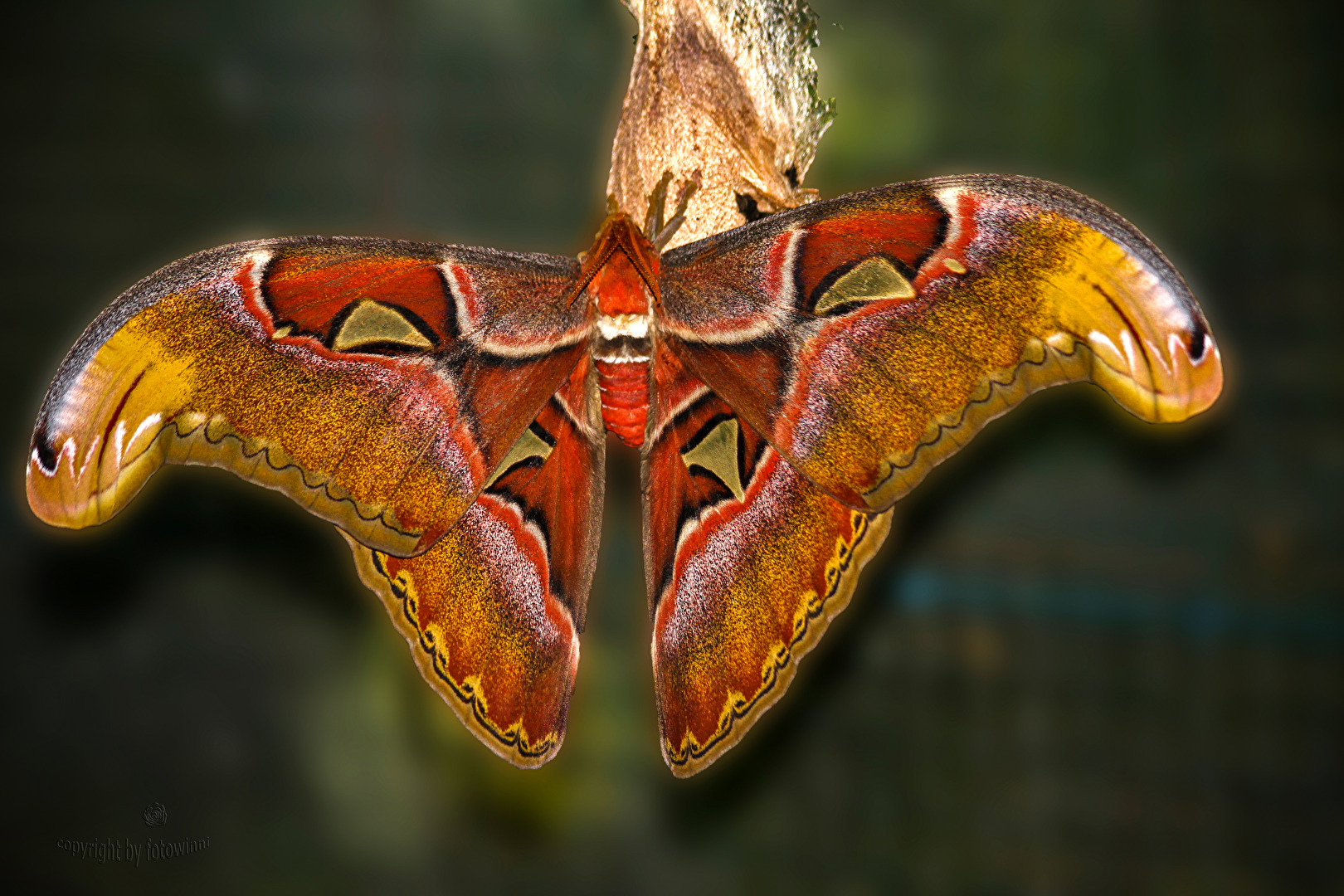 Atlasspinner
