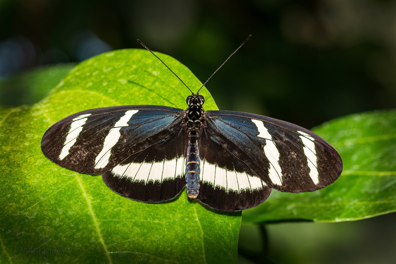 #Insekten - Schmetterling