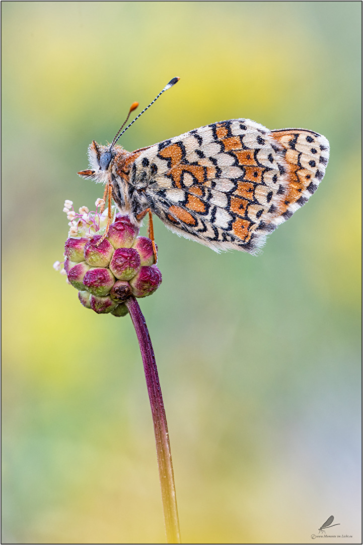 Wegerich-Scheckenfalter (Melitaea cinxia)