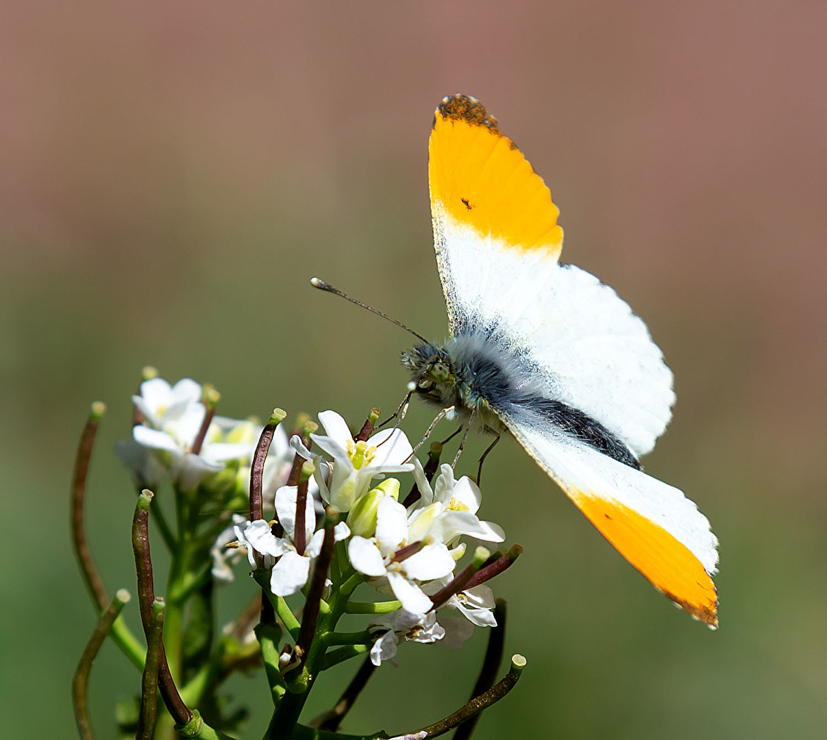 Falter an einer Blüte