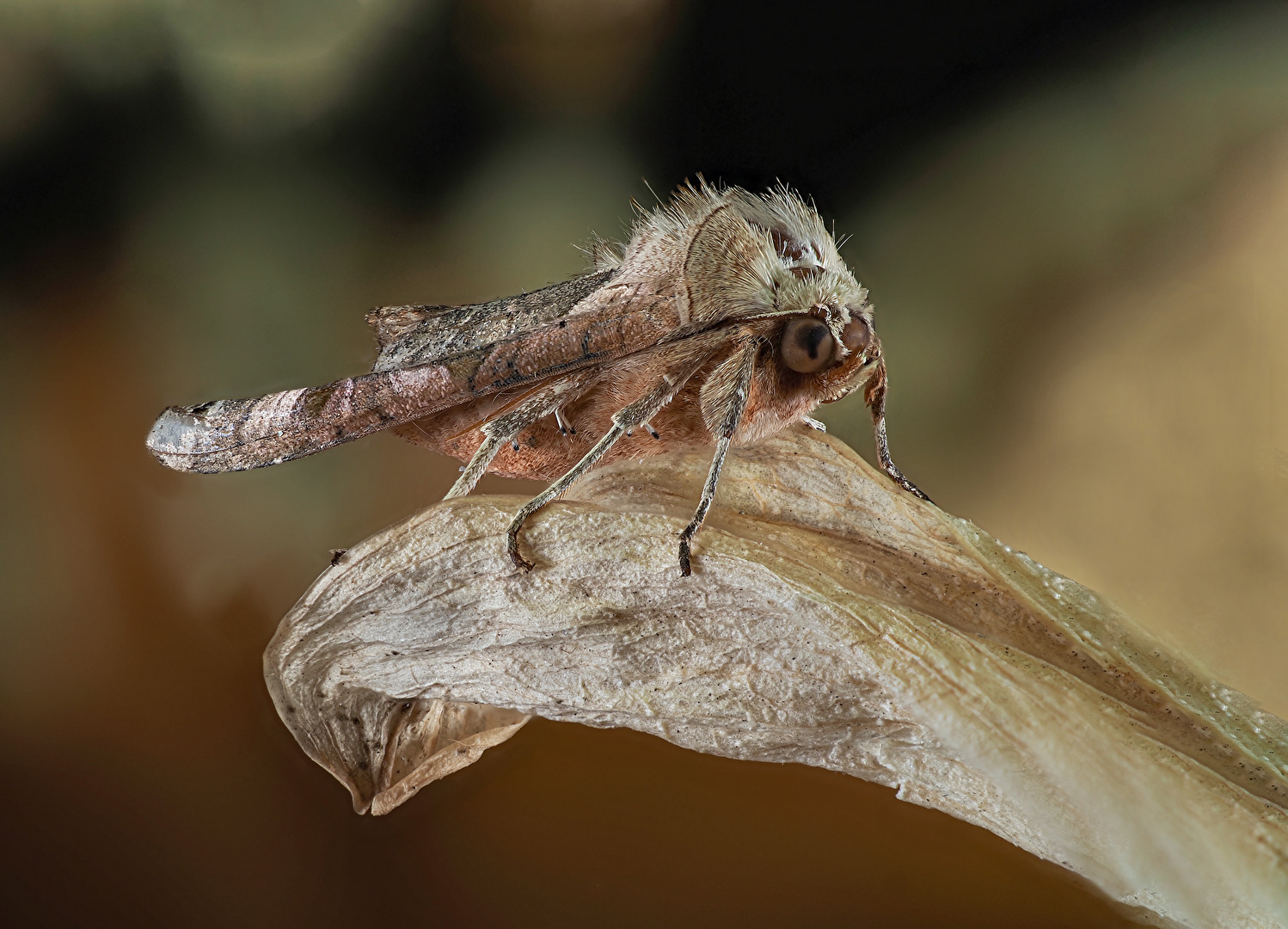 Schmetterlinge, Falter