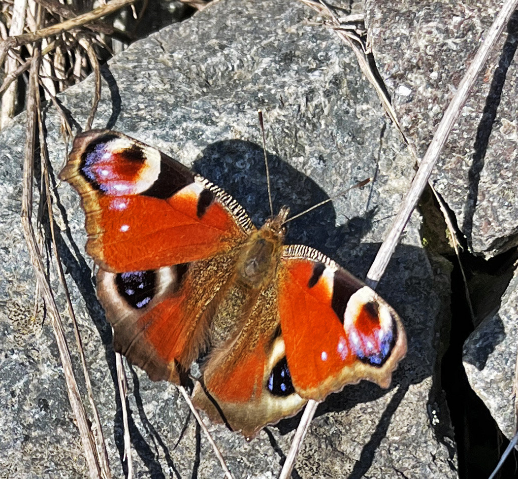 Tagpfauenauge