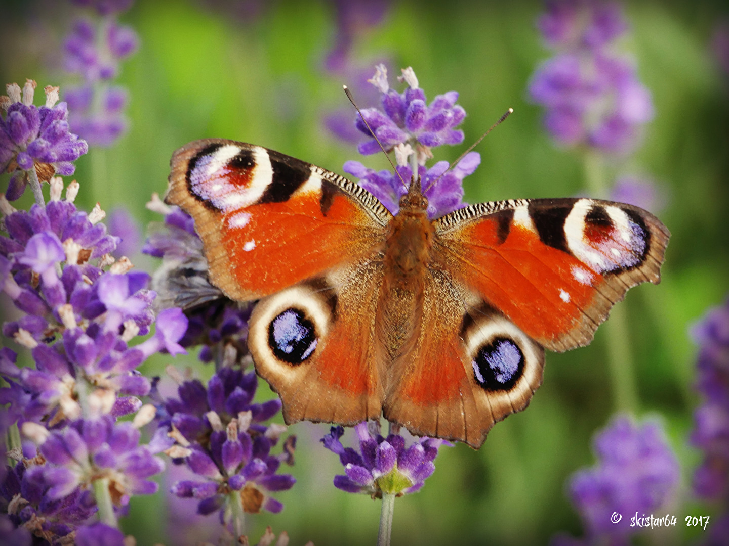 Schmetterlinge, Falter